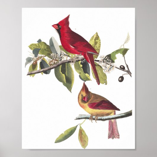 Tableau vintage Audubon Cardinal du Nord (Devant)