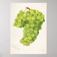 Tableau vintage de raisins verts