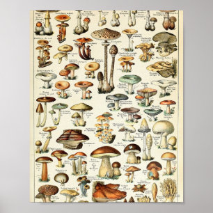 Tableau vintage des champignons comestibles