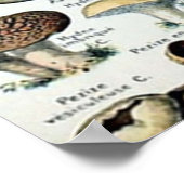 Tableau vintage des champignons comestibles (Coin)