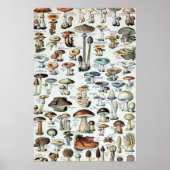 Tableau vintage des champignons comestibles (Devant)