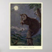 Tableau vintage Possum (1909) (Devant)