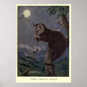 Tableau vintage Possum (1909)