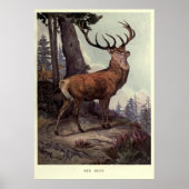 Tableau vintage Red Deer (1909) (Devant)