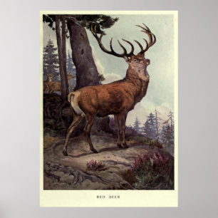 Tableau vintage Red Deer (1909)
