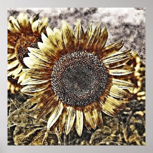 Tableaux vintages de tournesol #4 - Affiches