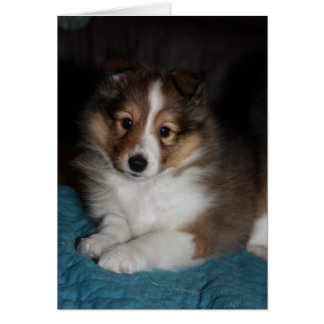 Tablette à visage doux (Shetland Sheepdog) Chien