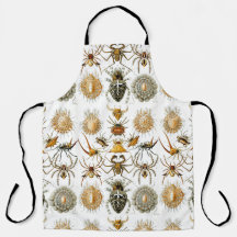 Arachnides par Haeckel illustration vintage d'arai