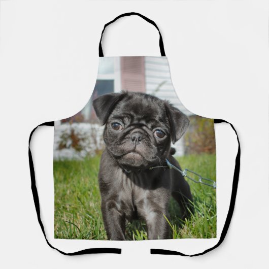 Tablier B ; chiot en Carlin rack (Recto)