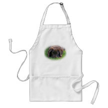 Chiot de laboratoire de chocolat
