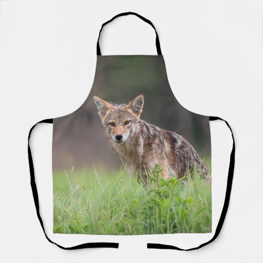 Tablier Coyote Brown étoilé, sur un terrain (Recto)