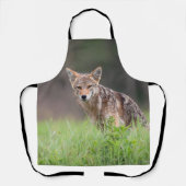 Tablier Coyote Brun Fixant, Sur un Champ (Recto)
