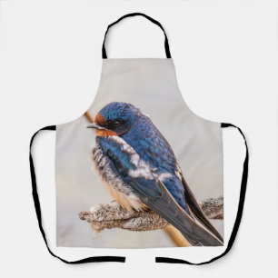 Tablier Oiseau bleu, Hirondelle de grange, Photographie ca