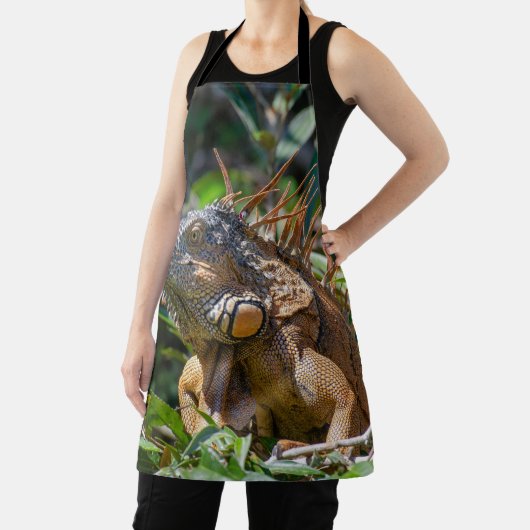 Tablier Orange Iguana, Belize Lizard (Insitu)