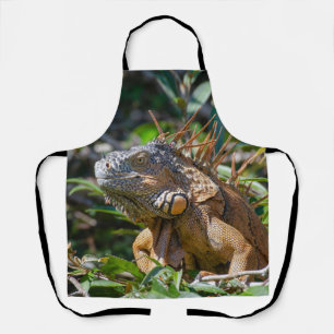 Tablier Orange Iguana, Belize Lizard