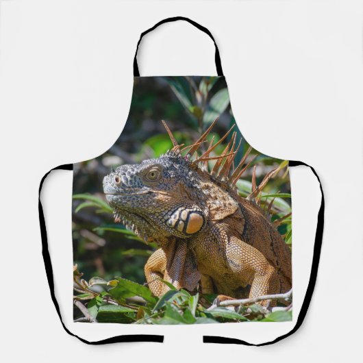 Tablier Orange Iguana, Belize Lizard (Recto)