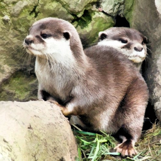 TABLIER OTTERS