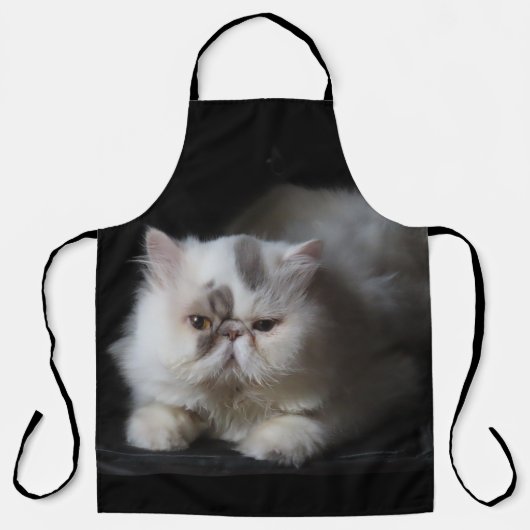 Tablier persan, mignon, chat, animal, isolé, animal de com (Recto)