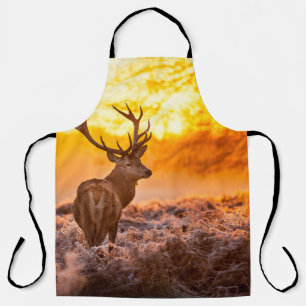 Tablier Red Deer in Morning Sun, cerf, animal, faune, natu
