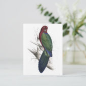 Tabuan Parrakeet door Edward Lear Briefkaart (Staand voorkant)