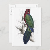 Tabuan Parrakeet door Edward Lear Briefkaart (Voorkant / Achterkant)