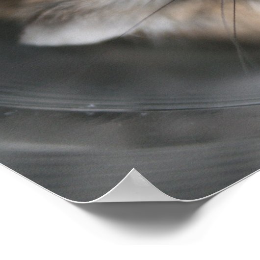 Tac stare - Poster (Coin)