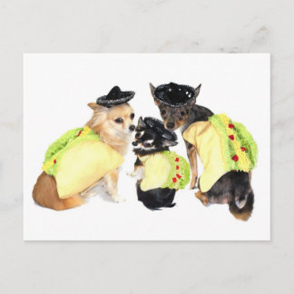 Taco Chihuahuas Briefkaart