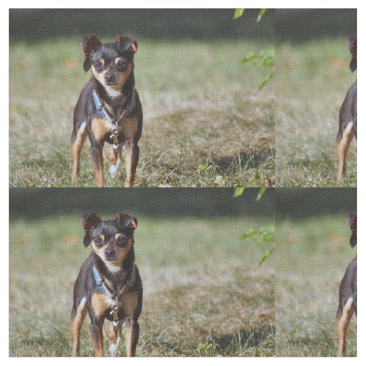 Taco Stof (Close Up)