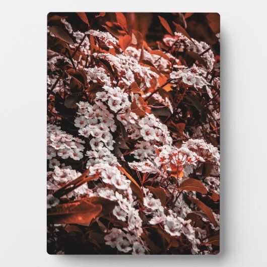 Tafelblad bloemplaque fotoplaat (voorkant)