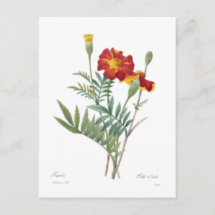 Tagetes Briefkaart