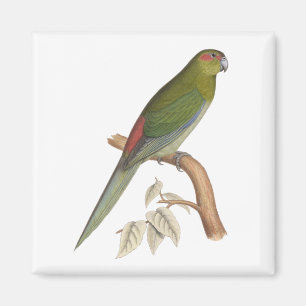 Tahiti Paraket Illustration, c. 1849 Magneet