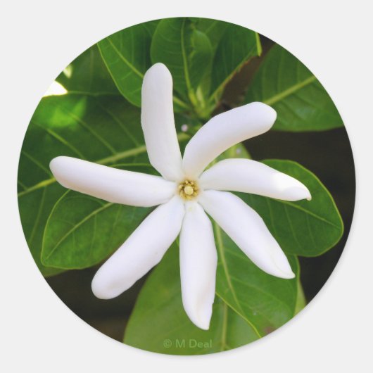 Tahiti Tiare Ronde Sticker (Voorkant)