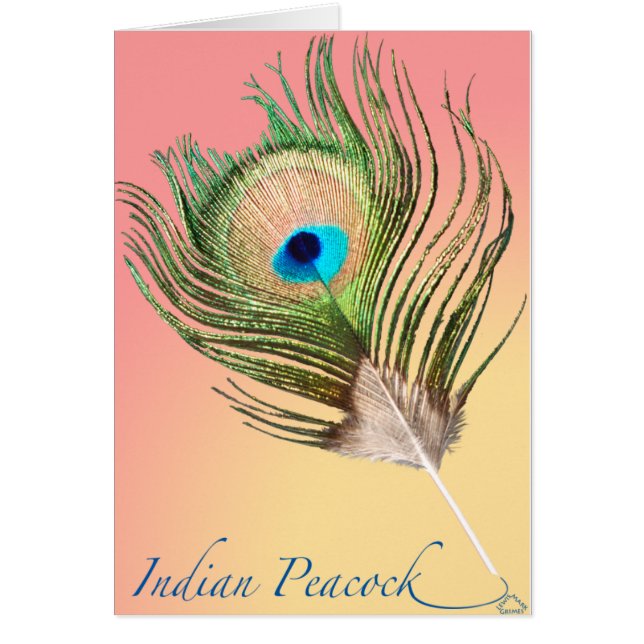 Tail de paon indien (Devant)