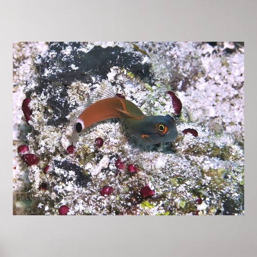 Tail Spot Blenny in S Pose Poster (Voorkant)