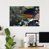 Tail Spot Blenny Poster (Thuiskantoor)