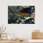 Tail Spot Blenny Poster (Keuken)