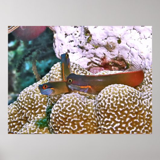 Tail Spot Blenny Trio Poster (Voorkant)