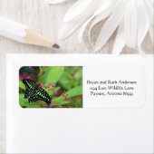 Tailed Jay Butterfly Etiket (Insitu)