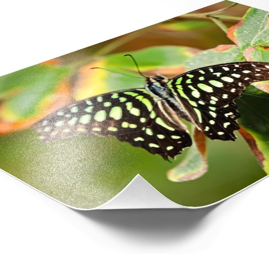 Tailed Jay Photo Print (Coin)