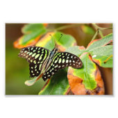 Tailed Jay Photo Print (Devant)