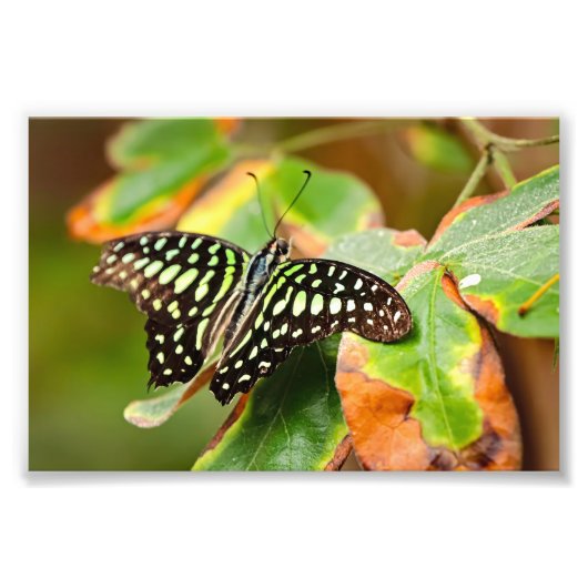 Tailed Jay Photo Print (Devant)