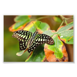 Tailed Jay Photo Print Foto Afdruk