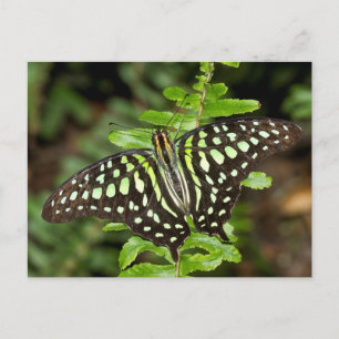 Tailed Jay-vlinder Briefkaart