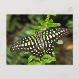 Tailed Jay-vlinder Briefkaart