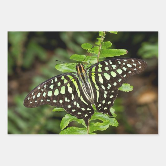 Tailed Jay-vlinder Inpakpapier Vel (Voorkant 3)