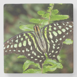 Tailed Jay-vlinder Stenen Onderzetter