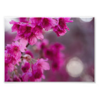 Taiwanese Cherry Tree Blossom