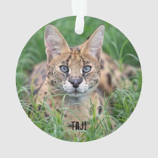 Taji - ornament (achterkant)