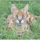 Taji - sticker (Voorkant)