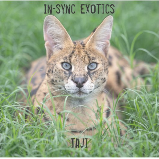 Taji - sticker (Voorkant)